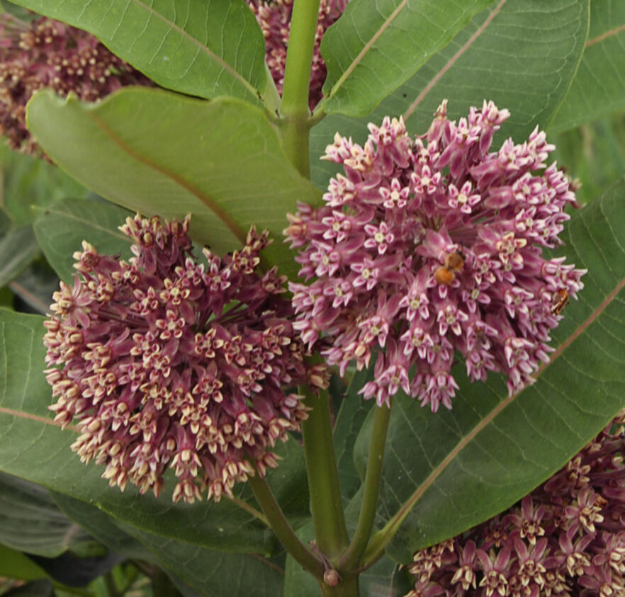 Asclepias syriaca Common Milkweed